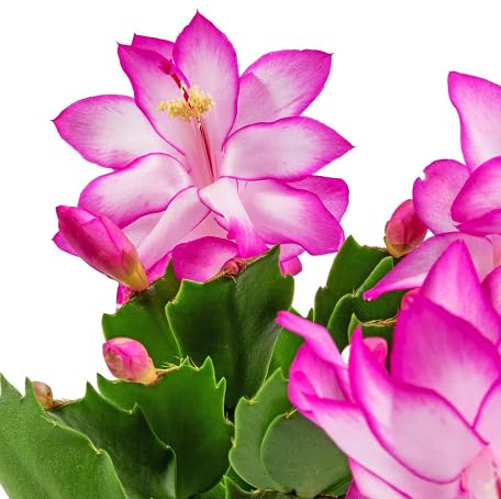 100 Stück rosa Schlumbergera-Blumensamen von metechondra