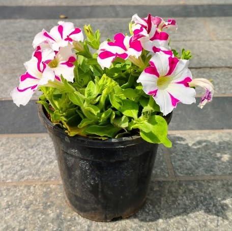 100 Stück rosa-weiße Petunien-Blumensamen 100 Stück rosa-weiße Petunien-Blumensamen von metechondra