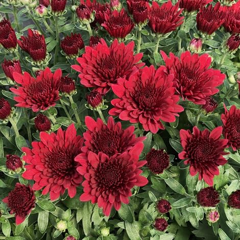 100 Stück rote Chrysanthemen-Blumensamen von metechondra