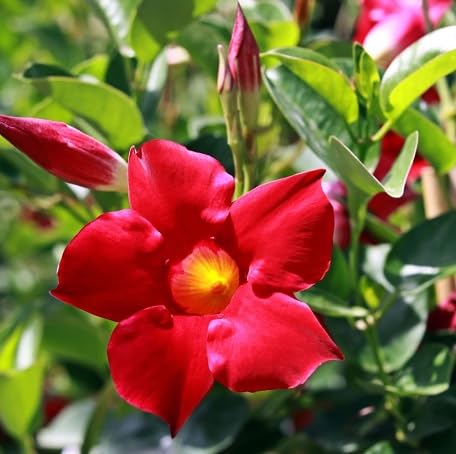 100 Stück rote Dipladenia sanderi Blumensamen 100 Stück rote Dipladenia sanderi Blumensamen von metechondra