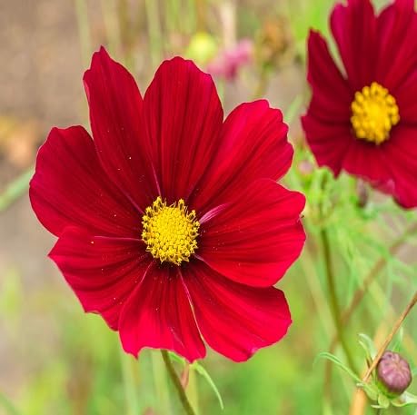 100 Stück rote Kosmos-Blumensamen von metechondra