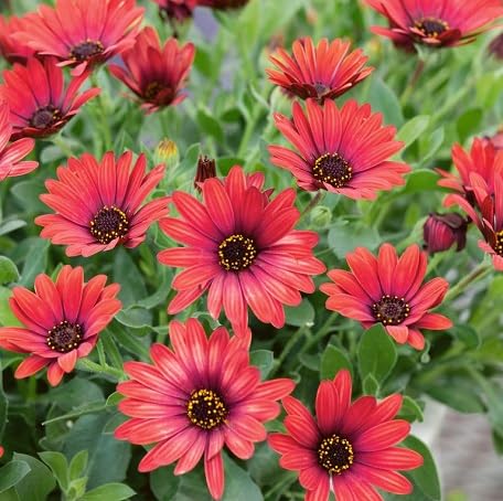 100 Stück rote Osteospermum-Blumensamen von metechondra