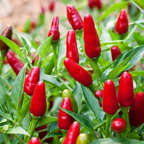 100 Stück rote Paprika-Gemüsesamen von metechondra
