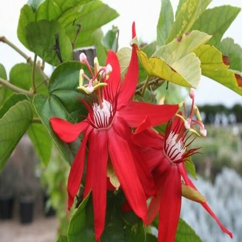 100 Stück rote Passionsblumensamen 100 Stück rote Passionsblumensamen von metechondra