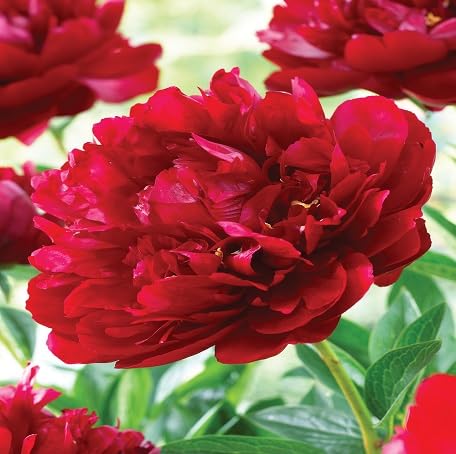 100 Stück rote Pfingstrosen-Blumensamen von metechondra