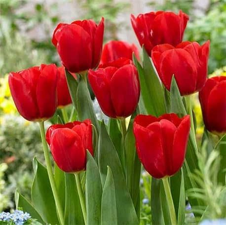 100 Stück rote Tulpenblumensamen von metechondra