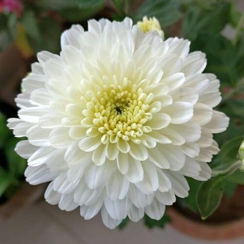 100 Stück weiße Chrysanthemen-Blumensamen 100 Stück weiße Chrysanthemen-Blumensamen von metechondra