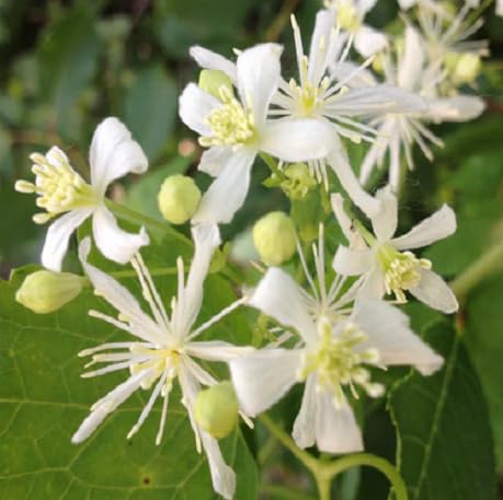 100 Stück weiße Clematis ligusticifolia Blumensamen von metechondra