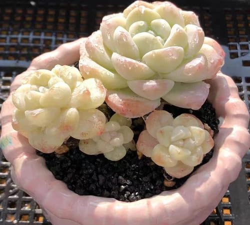100 Stück weiße Echeveria-Pflanzensamen von metechondra