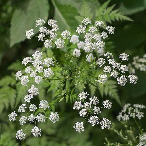 100 Stück weiße Hemlock-Blumensamen von metechondra