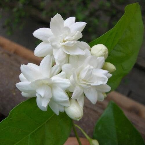 100 Stück weiße Jasminblütensamen 100 Stück weiße Jasminblütensamen von metechondra