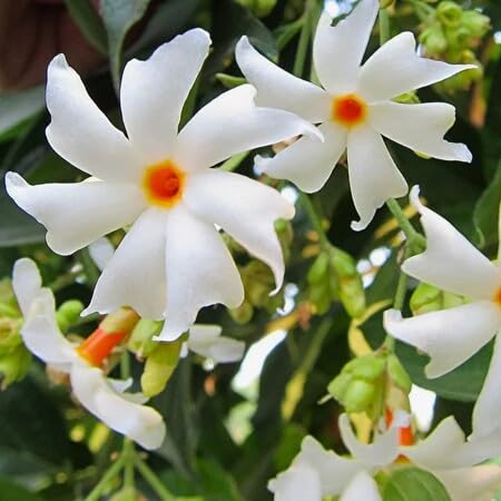 100 Stück weiße Jasminblütensamen 100 Stück weiße Jasminblütensamen von metechondra