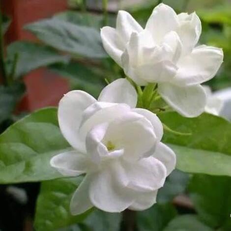 100 Stück weiße Jasminblütensamen 100 Stück weiße Jasminblütensamen von metechondra