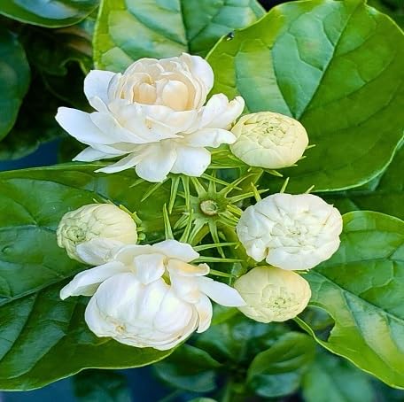 100 Stück weiße Jasminblütensamen 100 Stück weiße Jasminblütensamen von metechondra