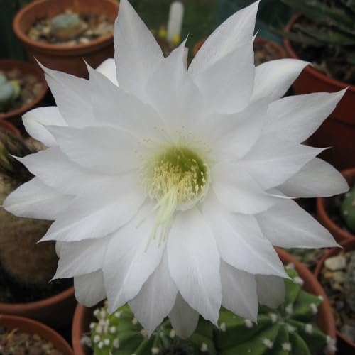 100 Stück weiße Kaktusblumensamen 100 Stück weiße Kaktusblumensamen von metechondra
