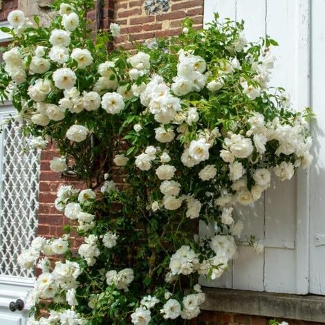 100 Stück weiße Kletterrosen-Blumensamen 100 Stück weiße Kletterrosen-Blumensamen von metechondra