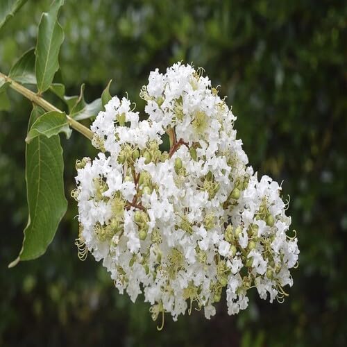 100 Stück weiße Lagerstroemia-Blumensamen 100 Stück weiße Lagerstroemia-Blumensamen von metechondra
