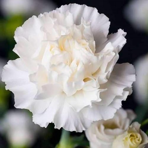 100 Stück weiße Nelkenblumensamen 100 Stück weiße Nelkenblumensamen von metechondra