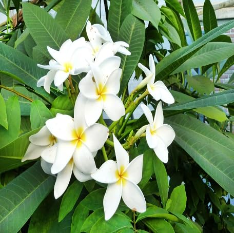 100 Stück weiße Plumeria-Blumensamen 100 Stück weiße Plumeria-Blumensamen von metechondra