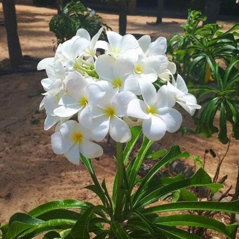 100 Stück weiße Plumeria-Blumensamen 100 Stück weiße Plumeria-Blumensamen von metechondra