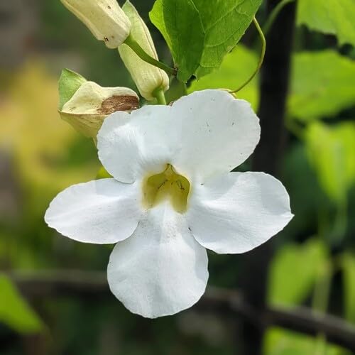 100 Stück weiße Thunbergia-Blumensamen 100 Stück weiße Thunbergia-Blumensamen von metechondra