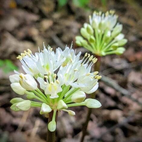 100 Stück weiße Tricoccum-Blumensamen von metechondra