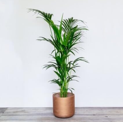 20 Stück Howea forsteriana Pflanzensamen 20 Stück Howea forsteriana Pflanzensamen von metechondra