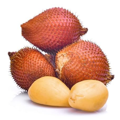 20 Stück braune Salak-Fruchtsamen 20 Stück braune Salak-Fruchtsamen von metechondra