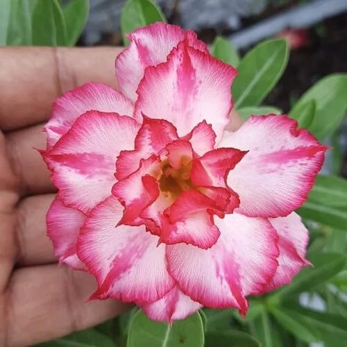 3 Stück rosa weiße Adenium-Blumensamen von metechondra