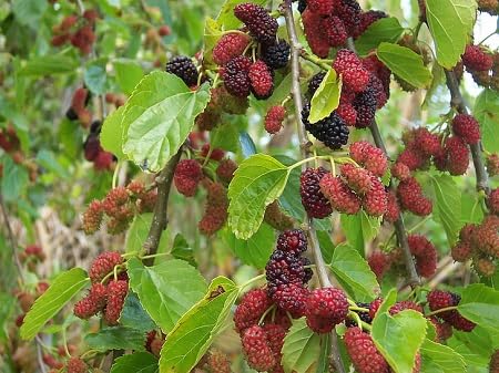 30 Stück Maulbeerbaumsamen 30 Stück Maulbeerbaumsamen von metechondra
