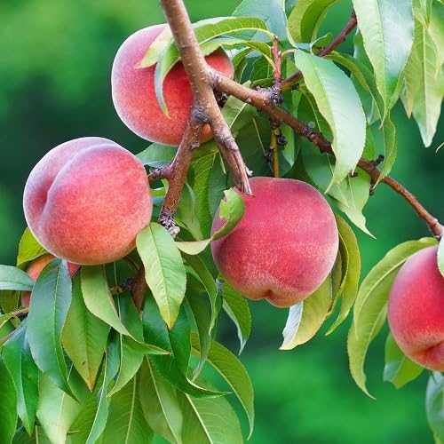 30 Stück rote Pfirsichfruchtsamen 30 Stück rote Pfirsichfruchtsamen von metechondra