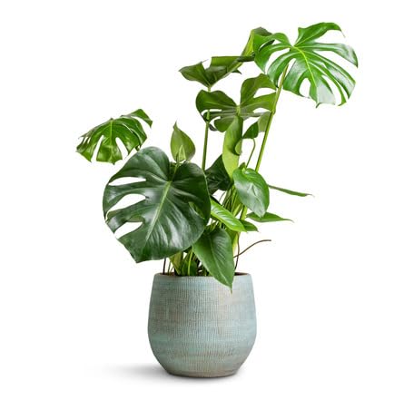 40 Stück frische neue Monstera deliciosa Pflanzensamen von metechondra