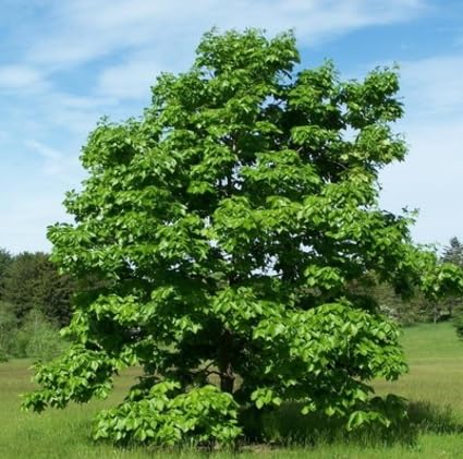 5 Stück frische grüne Hickory-Baumsamen 5 Stück frische grüne Hickory-Baumsamen von metechondra