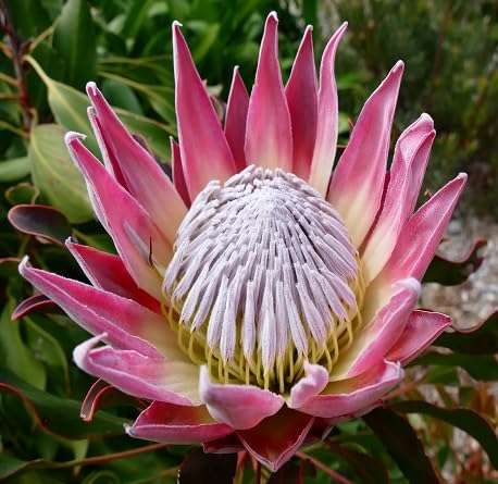 5 Stück rosa Protea-Blumensamen von metechondra