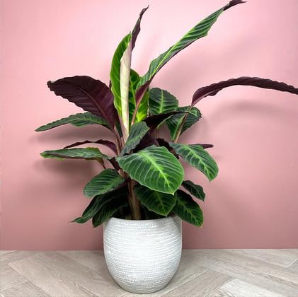 50 Stück Calathea warszewiczii Pflanzensamen 50 Stück Calathea warszewiczii Pflanzensamen von metechondra