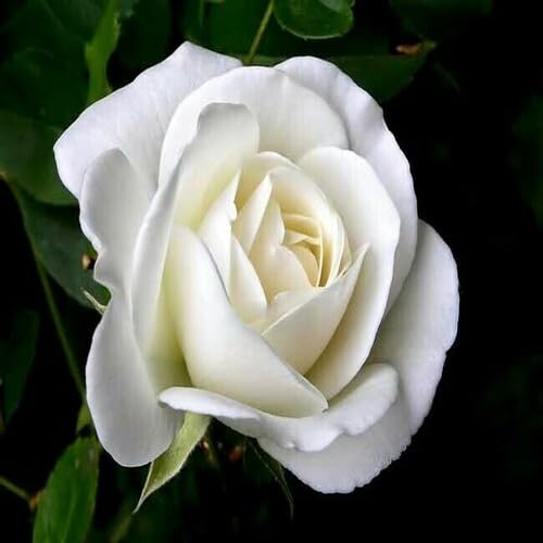 50 Stück weiße Rosenblumensamen 50 Stück weiße Rosenblumensamen von metechondra