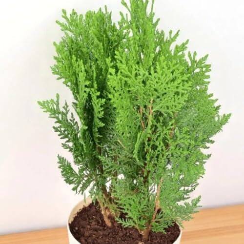 60 Stück grüne Thuja-Pflanzensamen von metechondra