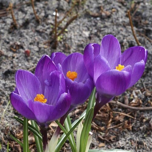 60 Stück lila Krokus-Blumensamen von metechondra