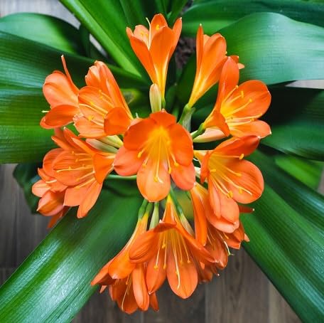 60 Stück orangefarbene Clivia-Blumensamen von metechondra