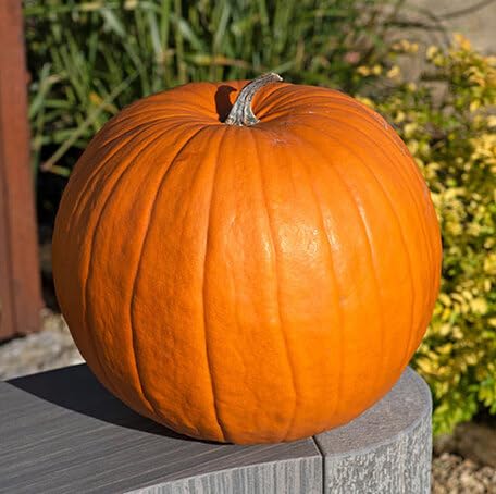 60 Stück orangefarbene Kürbis-Gemüsesamen 60 Stück orangefarbene Kürbis-Gemüsesamen von metechondra