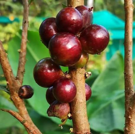 60 Stück rote Jabuticaba-Fruchtsamen von metechondra