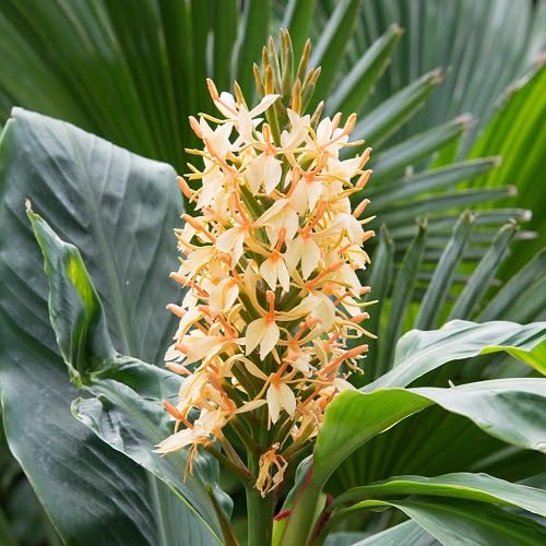 60 Stück weiße Hedychium Coronarium Blumensamen 60 Stück weiße Hedychium Coronarium Blumensamen von metechondra