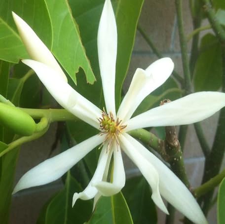 60 Stück weiße Magnolia Champaca Blumensamen von metechondra