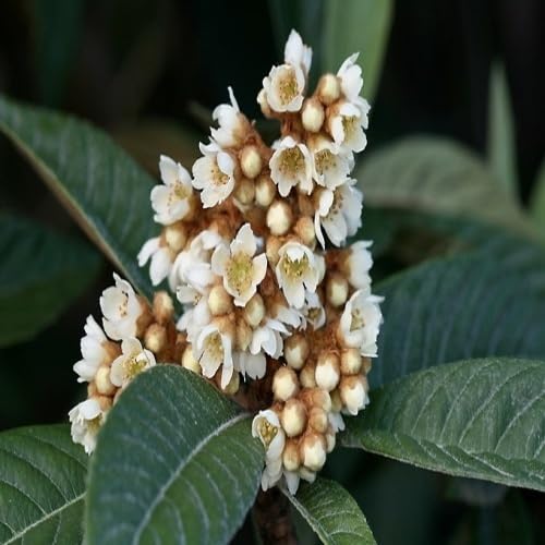 70 Stück weiße Mispel-Blumensamen 70 Stück weiße Mispel-Blumensamen von metechondra