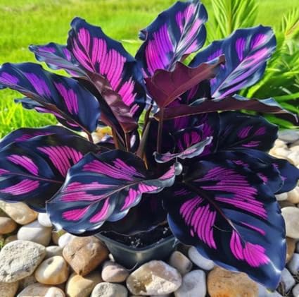 80 Stück Caladium Pflanzensamen lila schwarz 80 Stück Caladium Pflanzensamen lila schwarz von metechondra