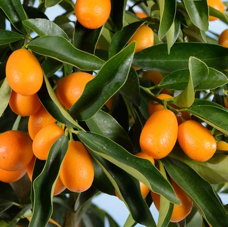 80 Stück Orange Kumquat Fruchtsamen von metechondra