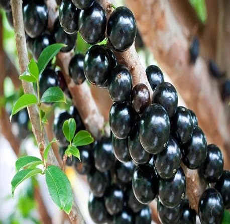 80 Stück frische neue schwarze Jaboticaba-Fruchtsamen 80 Stück frische neue schwarze Jaboticaba-Fruchtsamen von metechondra