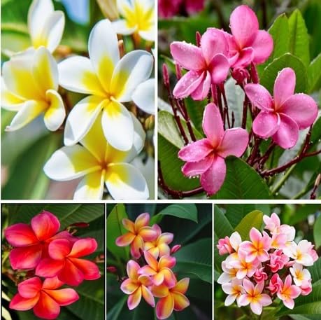80 Stück gemischte Plumeria-Blumensamen von metechondra