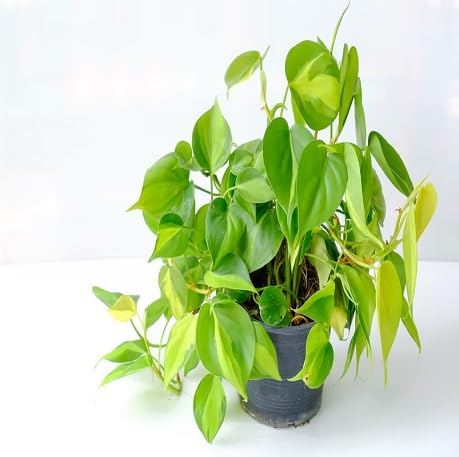 80 Stück grüne Philodendron hederaceum Pflanzensamen von metechondra