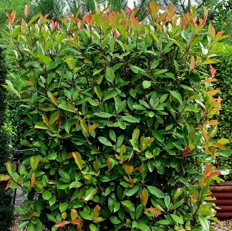 80 Stück grüne Photinia-Pflanzensamen 80 Stück grüne Photinia-Pflanzensamen von metechondra